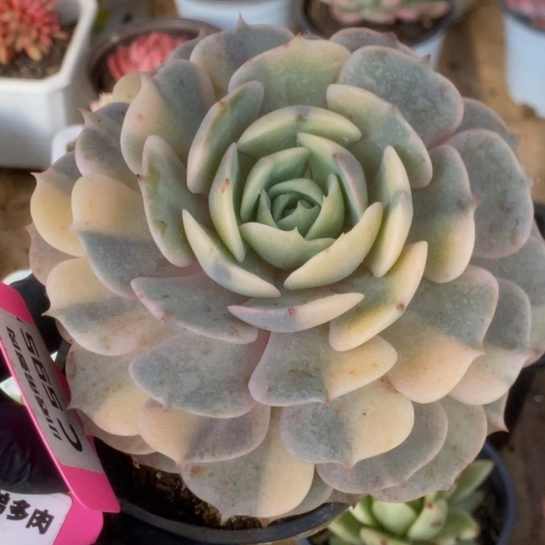 595露娜莲锦锦锦锦锦