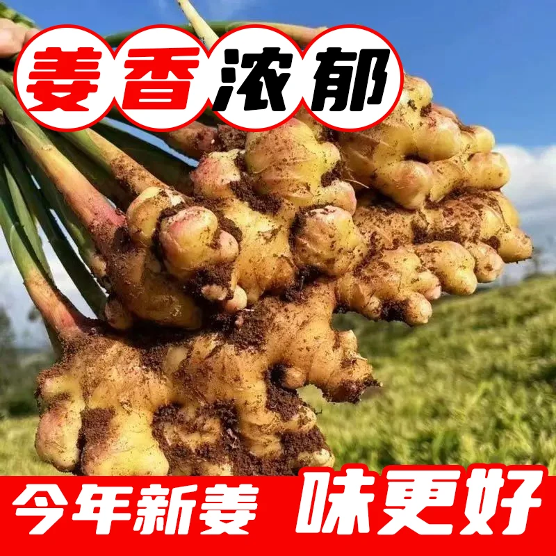 (3斤超划算)小黄姜现挖新鲜生姜高山老姜土姜月子姜非云南小黄姜