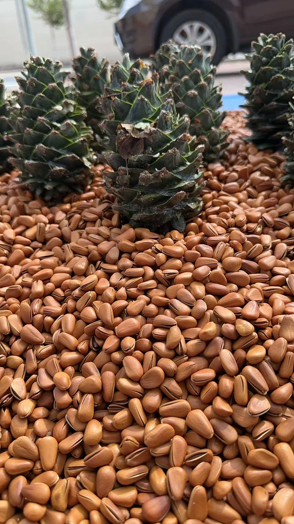 东北大颗粒开口红松子手剥原味坚果零食孕妇休闲炒货