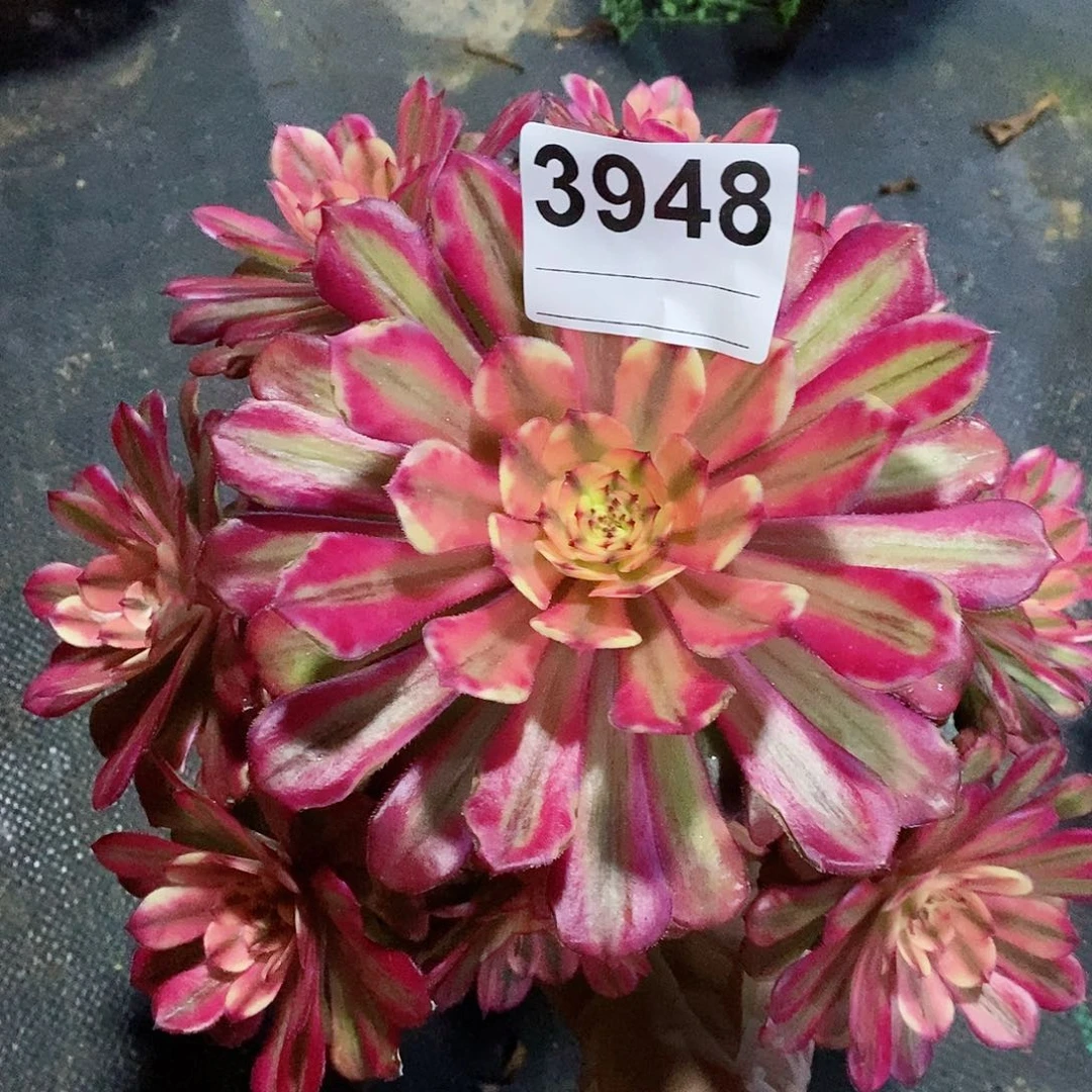 红陶3948月婵多肉