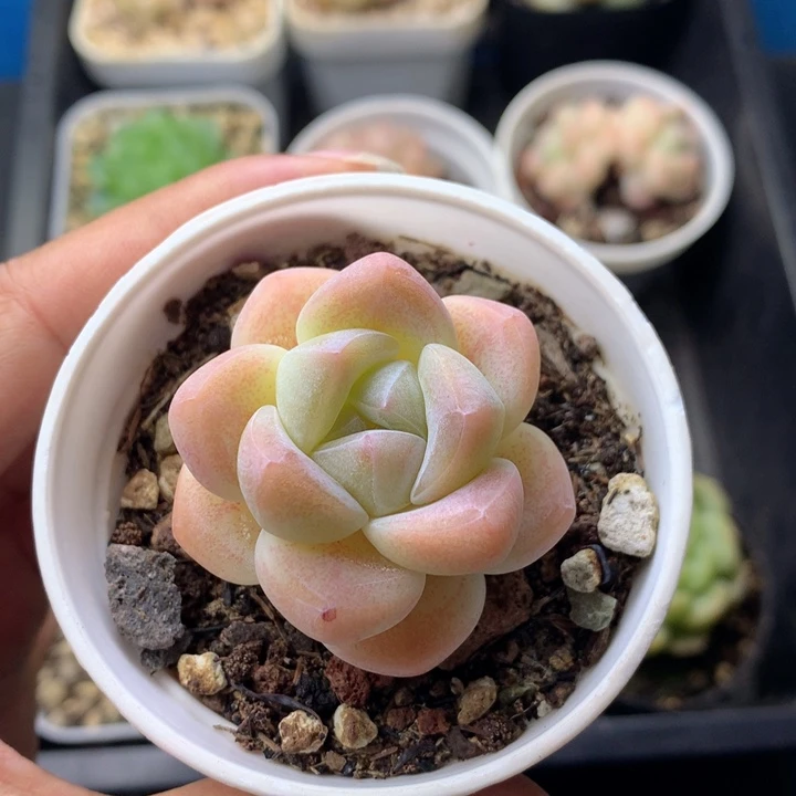 58包邮  群生不包整 12