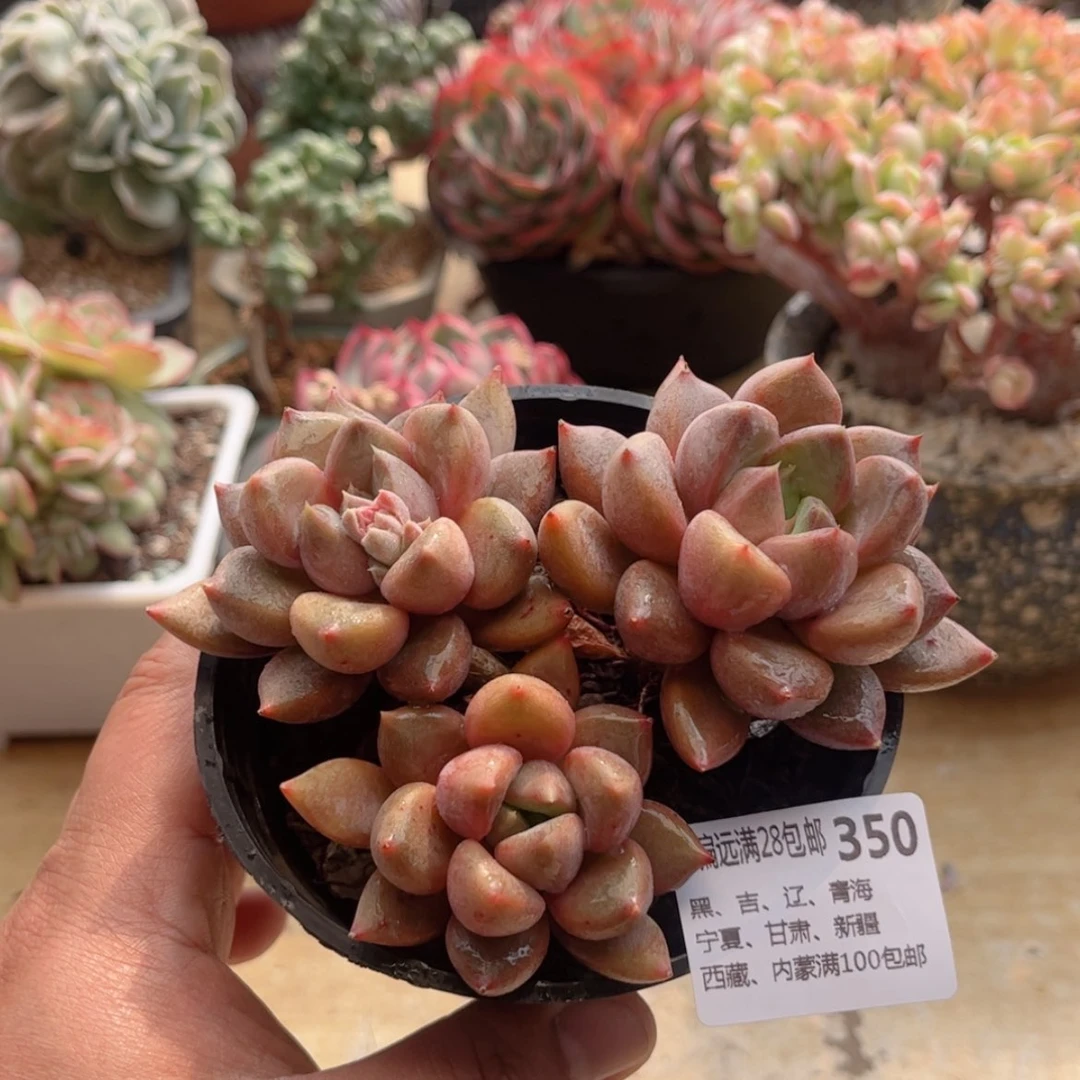 【闪购商品】350红象牙