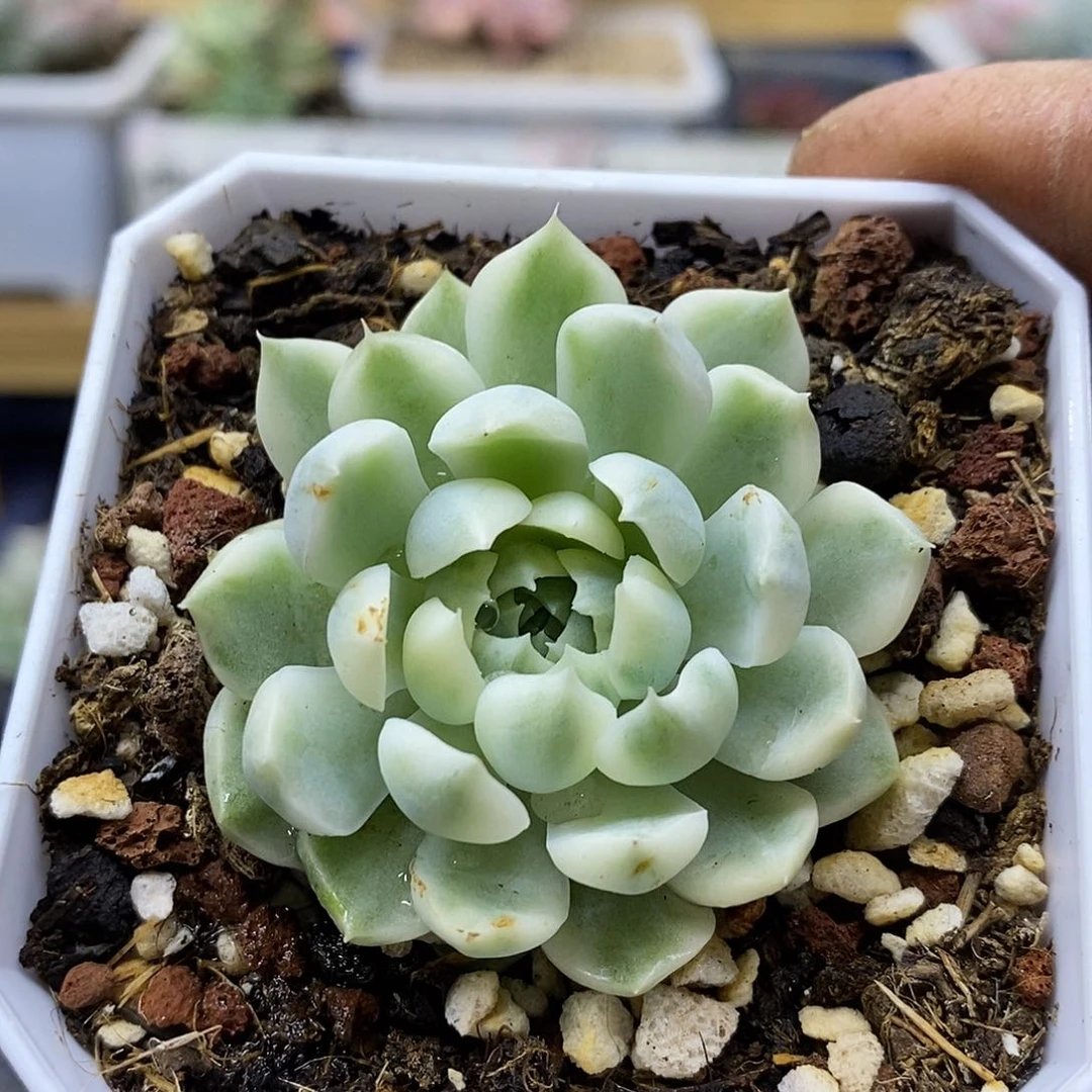 1283 香草月影白覆轮锦