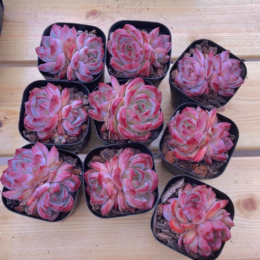 1492号 冰透夜魔侠双头一个