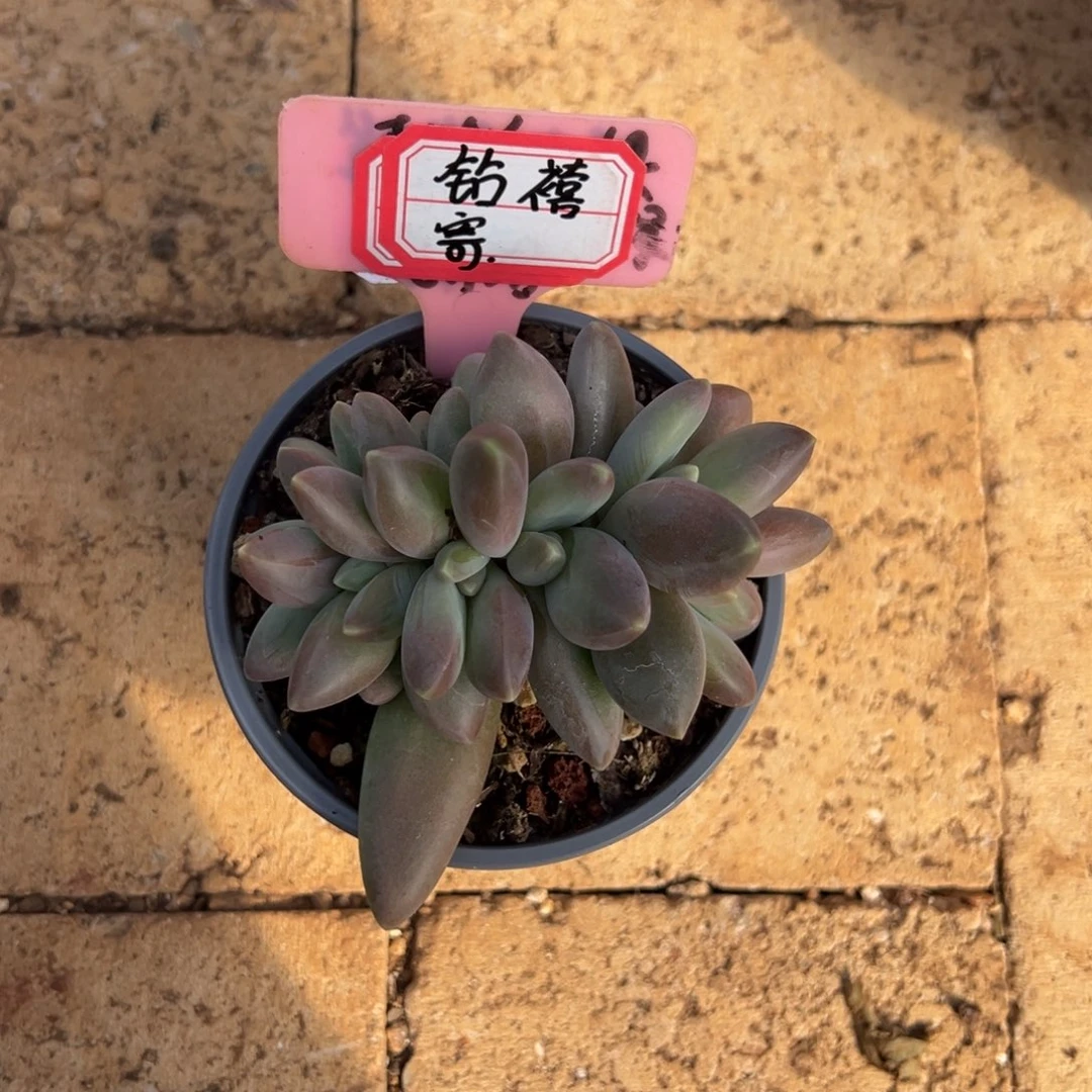 钻***禧钻禧寄养。