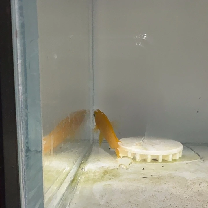 海水228号黄天堂鸟