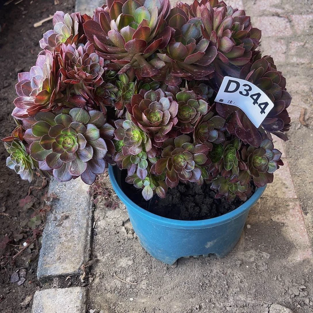 抹茶法师14-48包邮法师