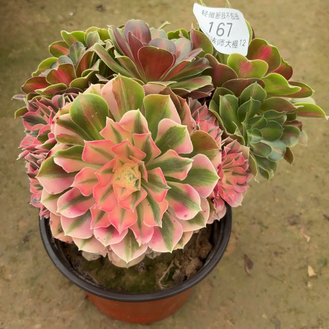 167粉女巫阴阳多肉植物