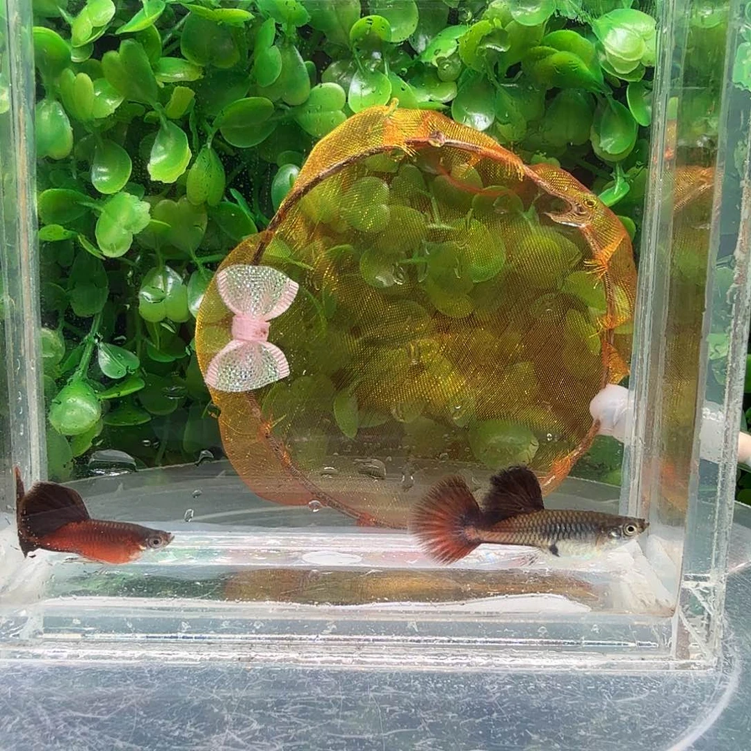 孔雀鱼野红小亚成一对