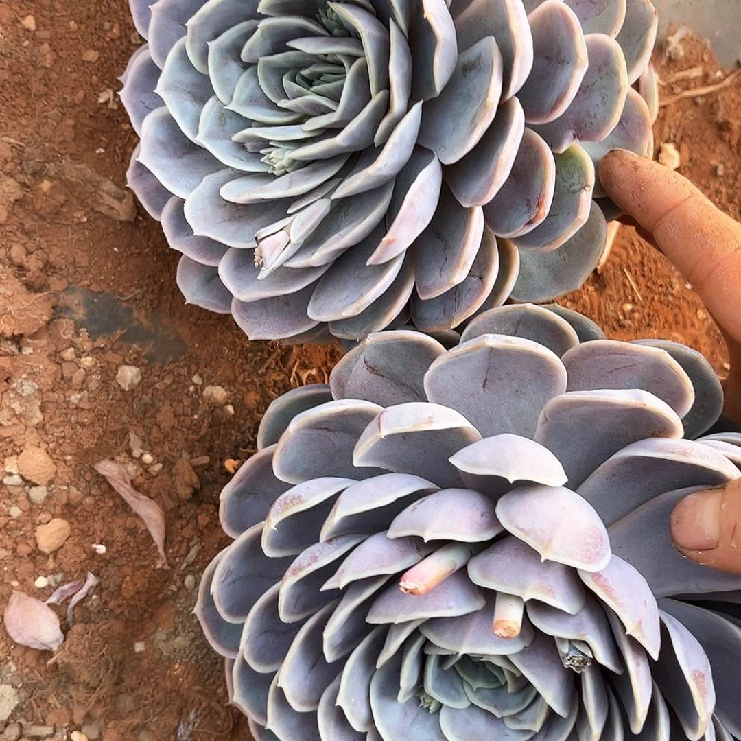 蓝色惊喜2颗9.99多肉植物