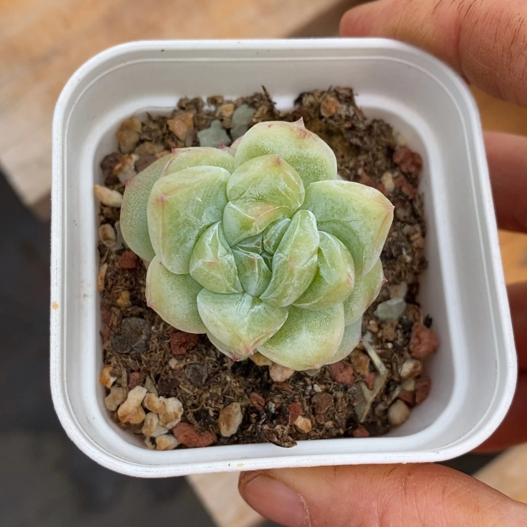 精品多肉一物一拍不包整94