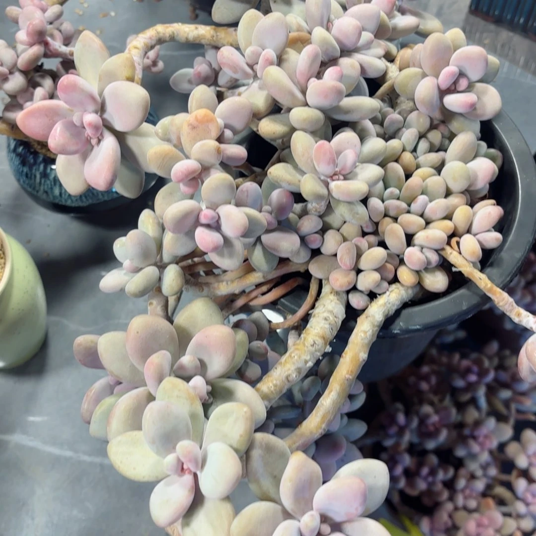 红**虾桃蛋30-91。