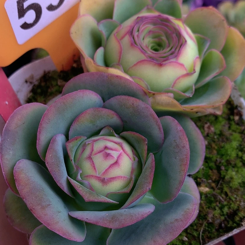 【闪购商品】a****eyjj532加纳利紫色杂