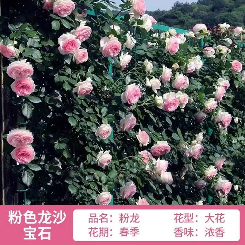 【专属链接】粉色龙沙宝石藤本月季爬藤植物花卉蔷薇花大花浓香植物