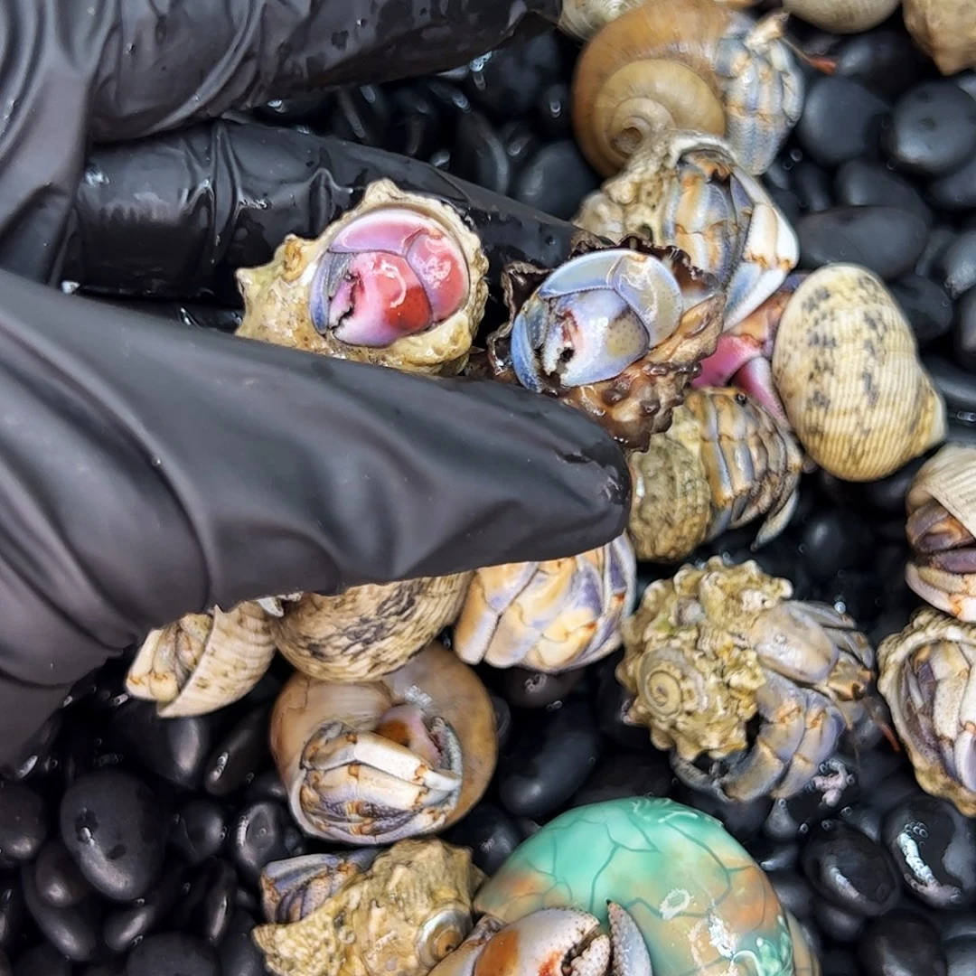 a3 大王家福利两颗