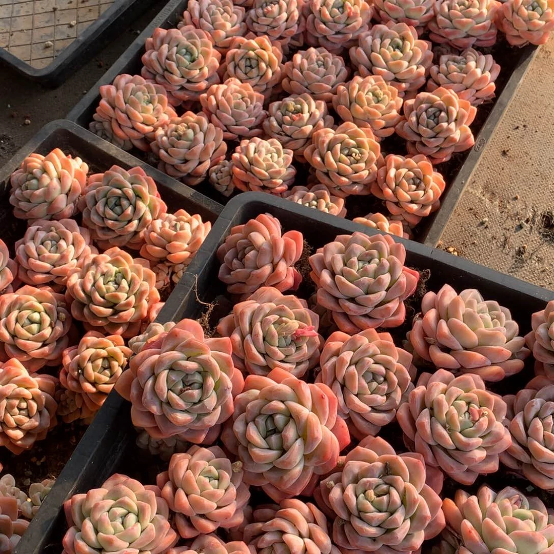 精控冰玉6到7颗118元