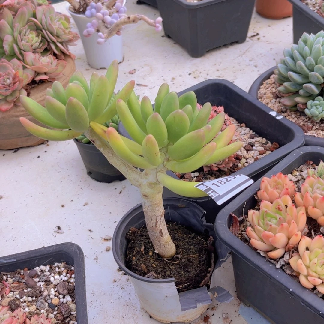 金蝉多肉植物18256