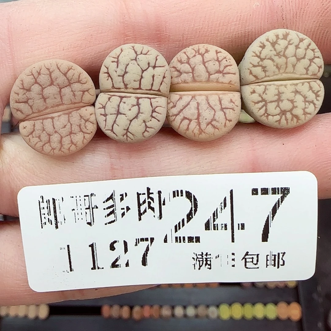 满满18包邮1127-247