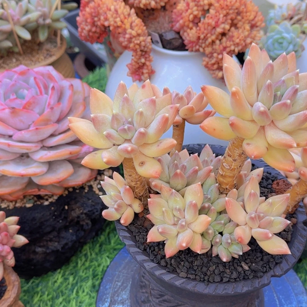 春****?多肉植物多肉植物