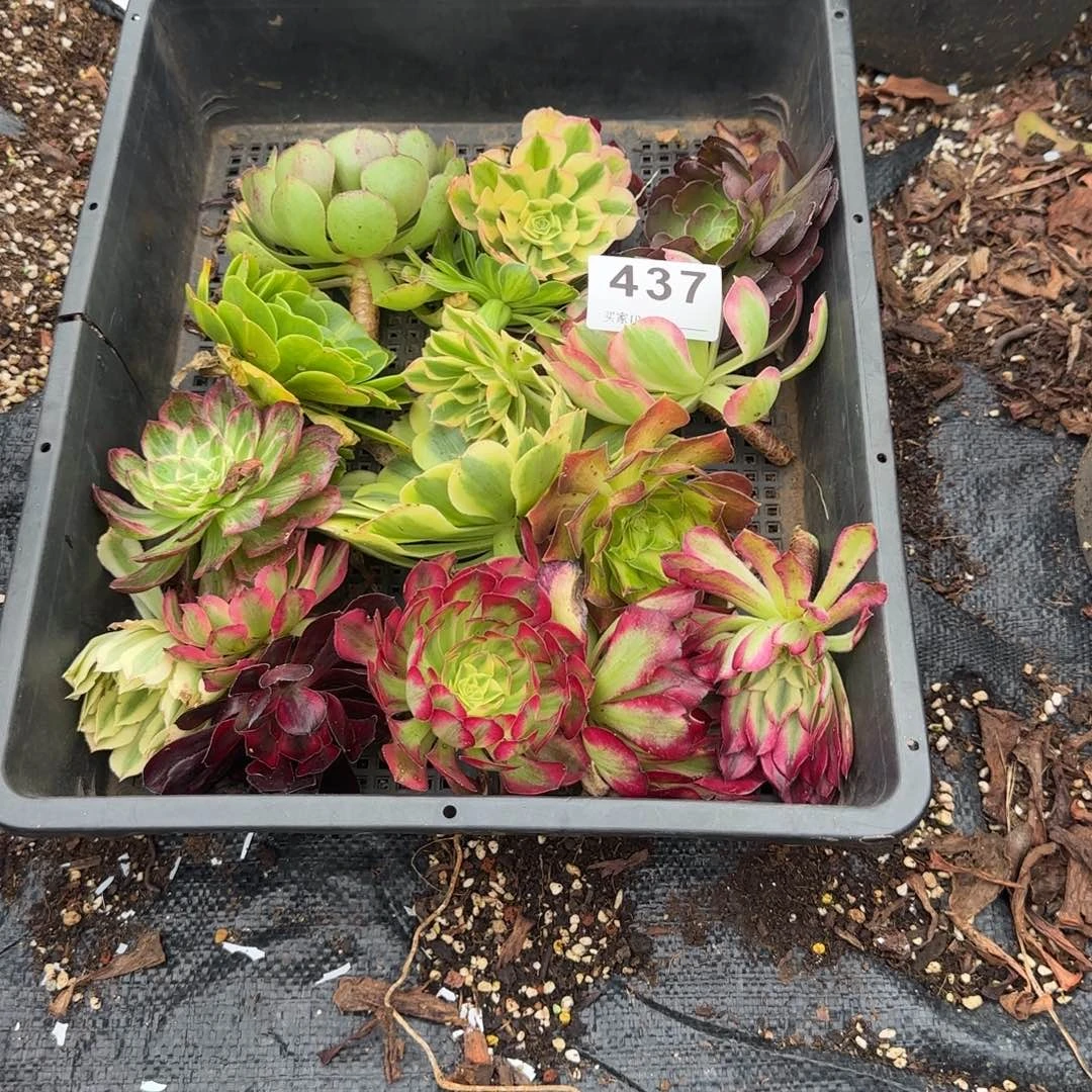 用***见16个砍苗多肉植物437