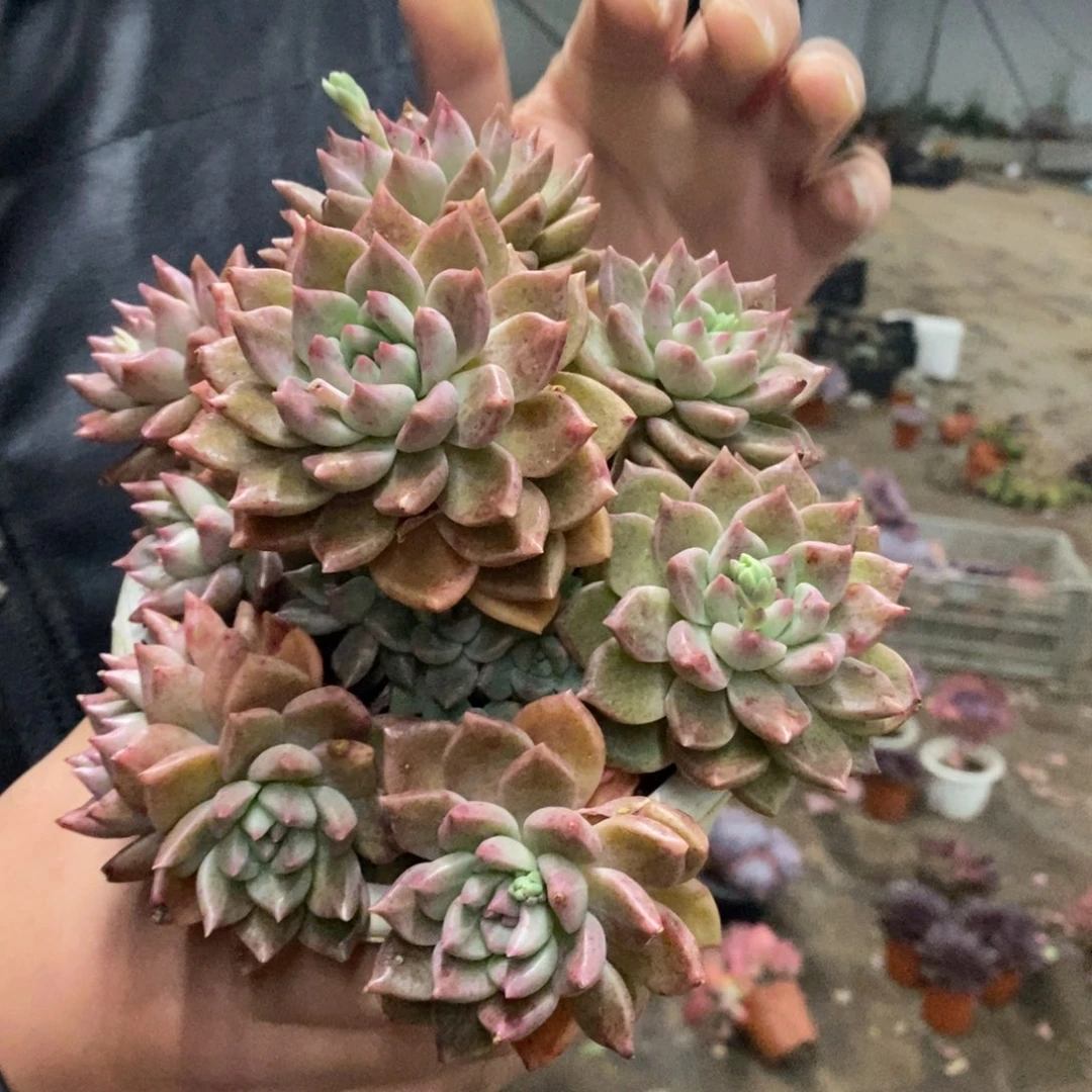 油漆桶整桩手捧，180杯