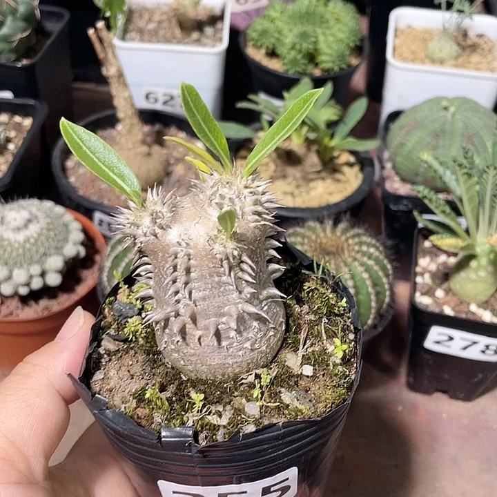 255黑皮惠比大黑块根