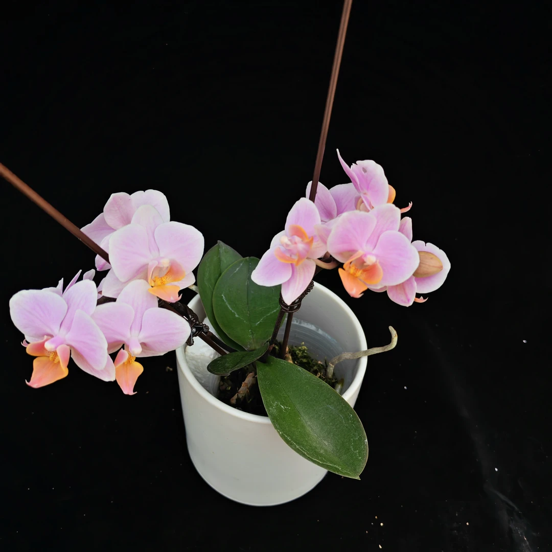 蝴蝶兰高端花卉基地直发