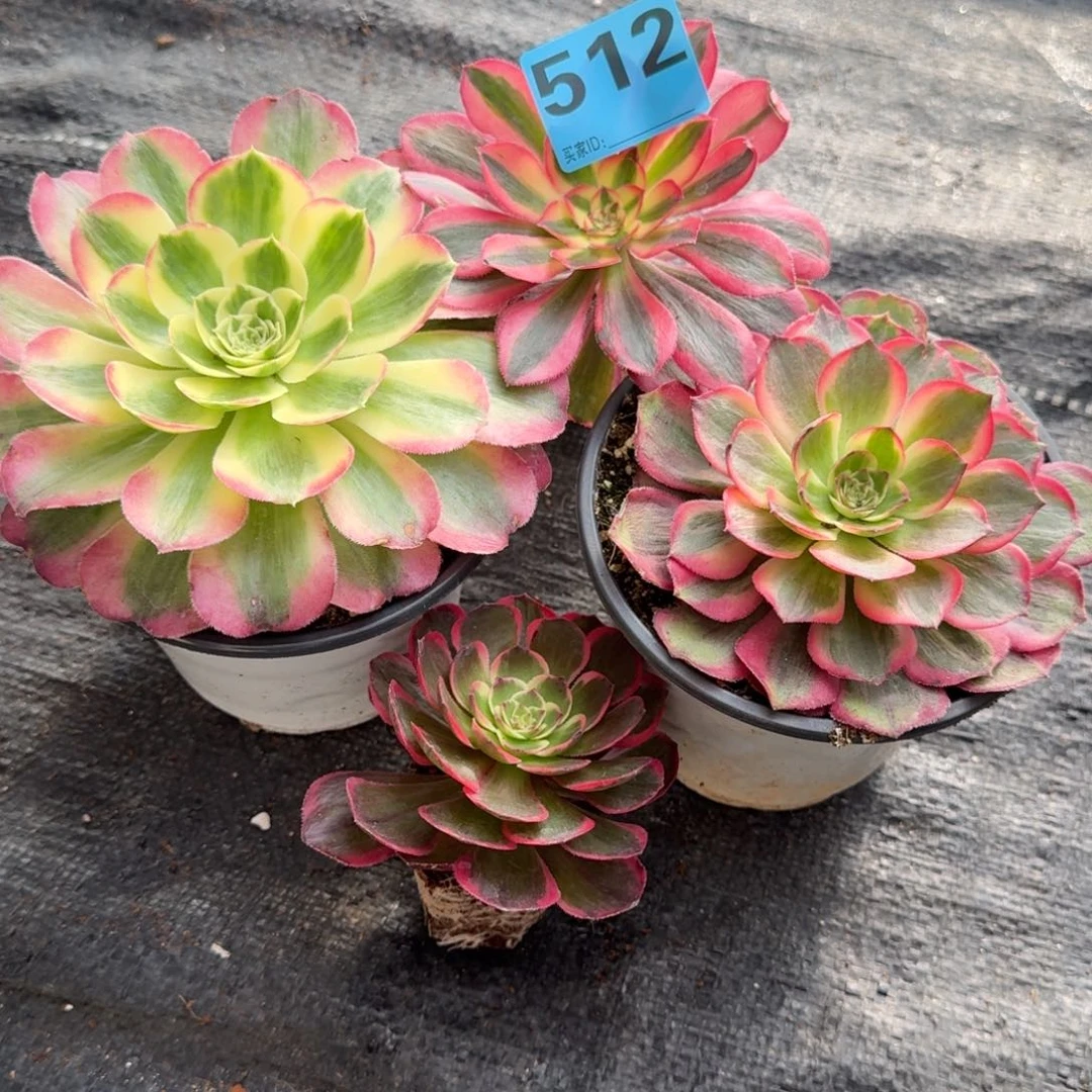 米*512多肉套餐发货