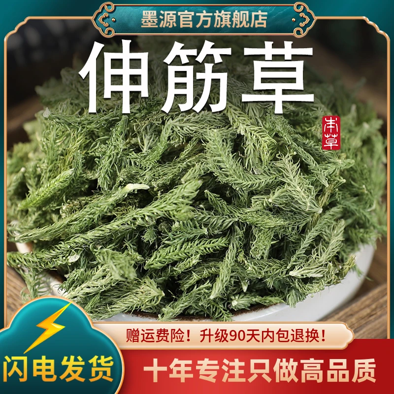 伸筋草中药材舒筋草申筋草非野生生筋草非小伸筋草泡脚粉搭透骨草
