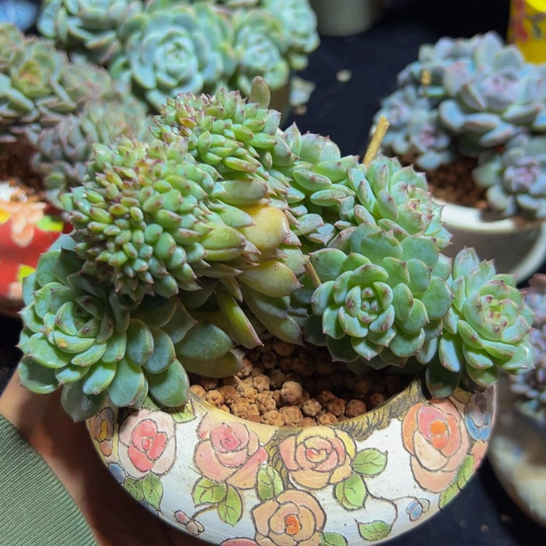 新年快乐新年快乐