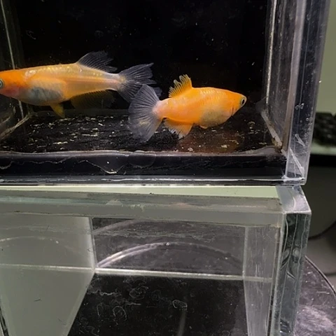 青鳉鱼一物一拍483