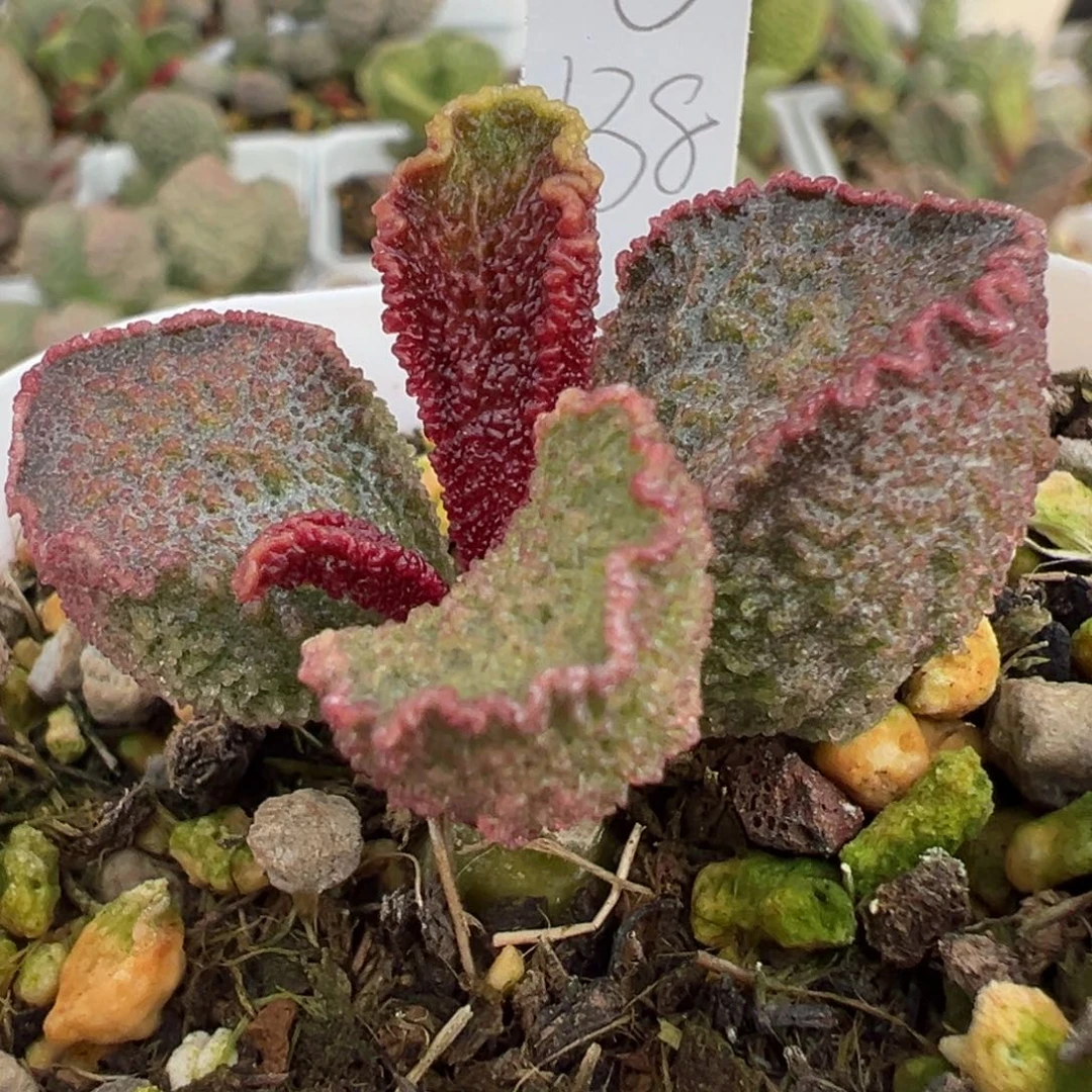 油质感皱边实生新品多肉植物