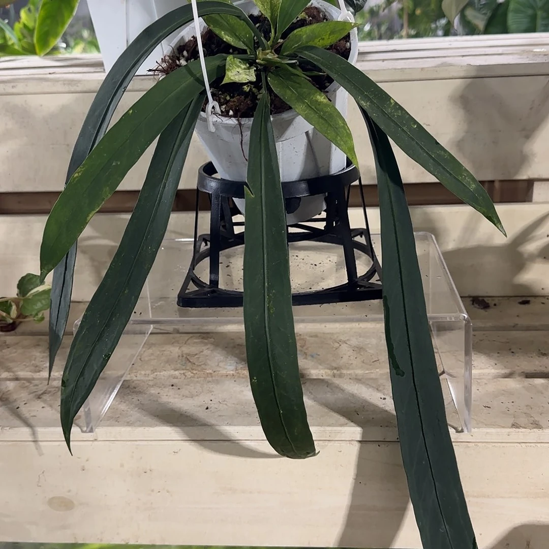 无花朵维他领带（叶长45）