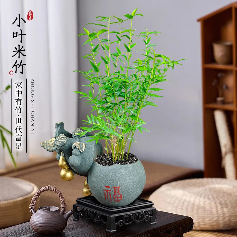米竹盆栽植物客厅室内懒人好养花卉绿植四季常青茶几桌面摆件盆景