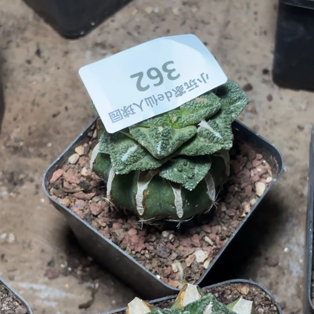 杰***襾362 草球嫁接仙人球