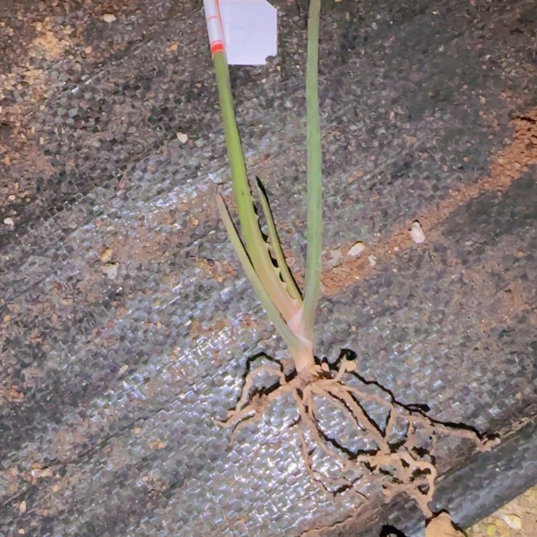 咖***糖块根植物块根植物