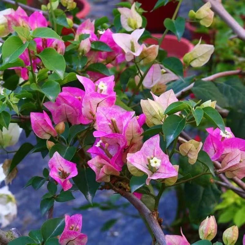 皇后。三角梅绿植花卉 【不带花】