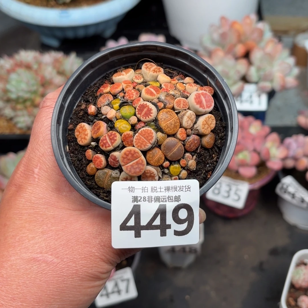 生石花带土球发货