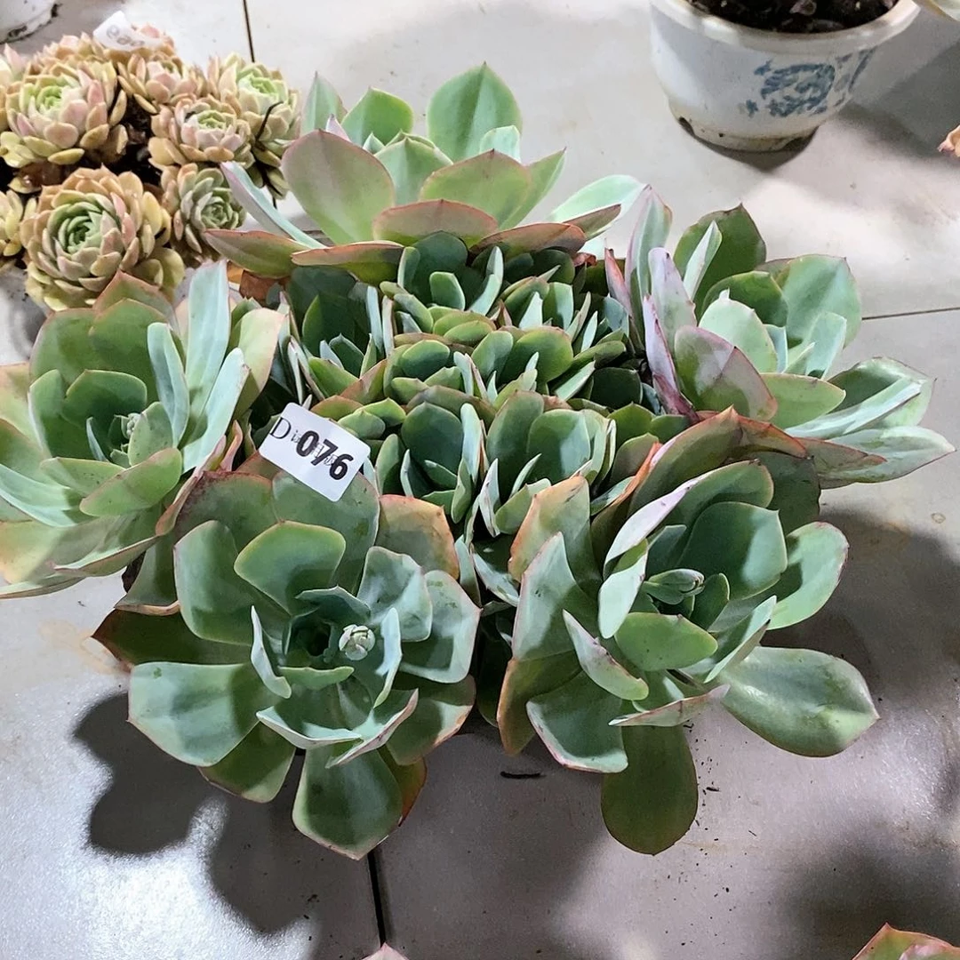 彼**开076白玫瑰多肉植物
