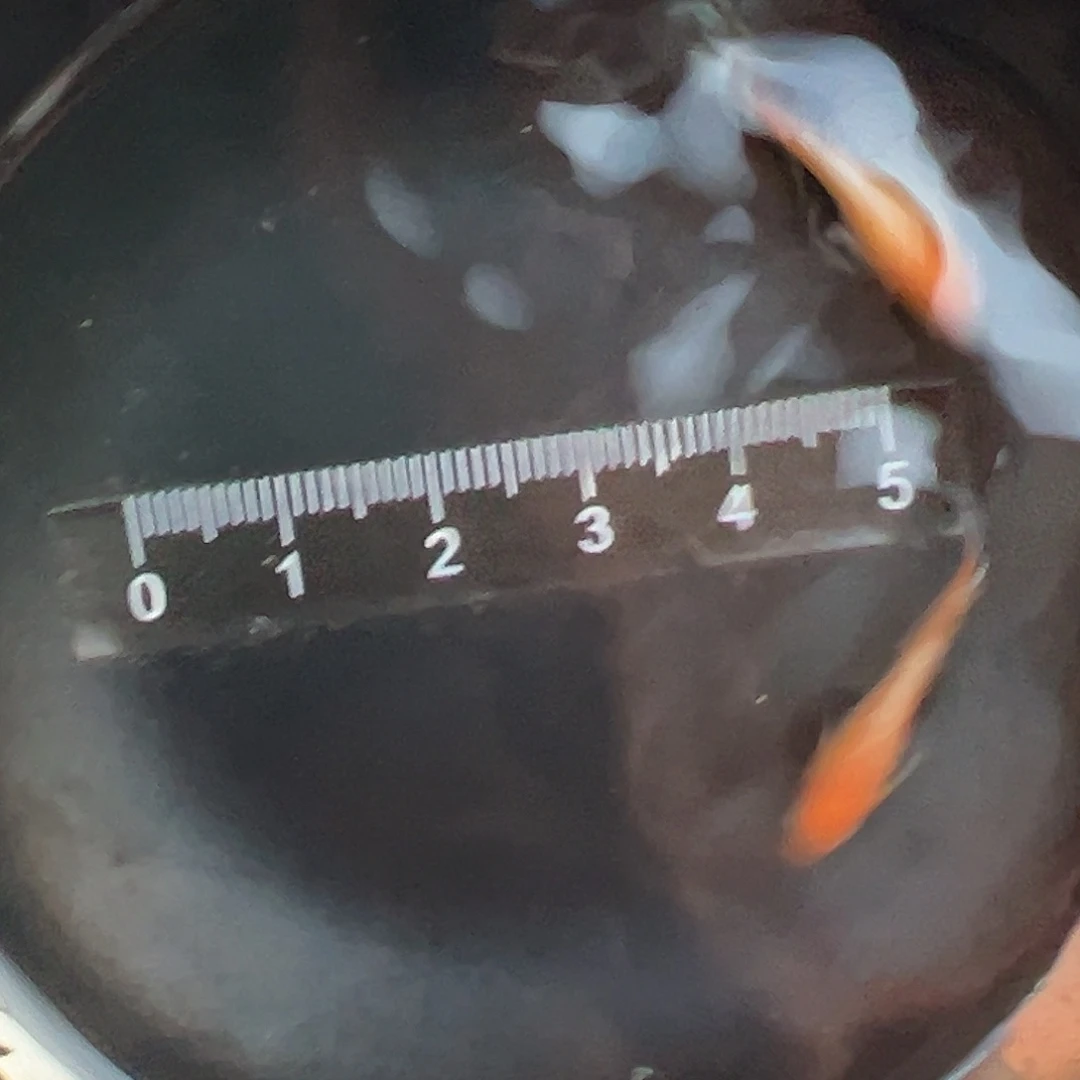 青鳉竞拍10号林血赤壁一对