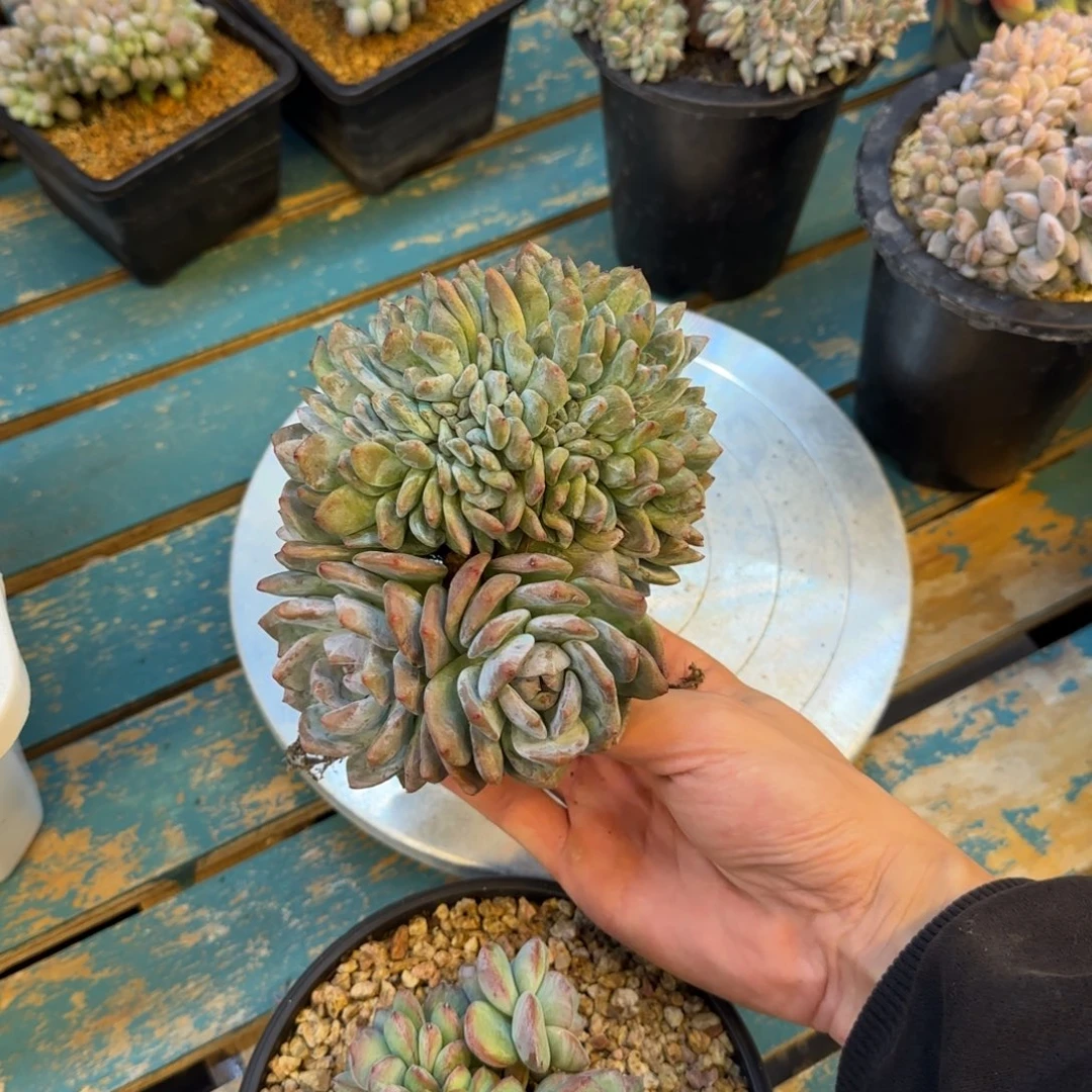 恭喜发财恭喜发财