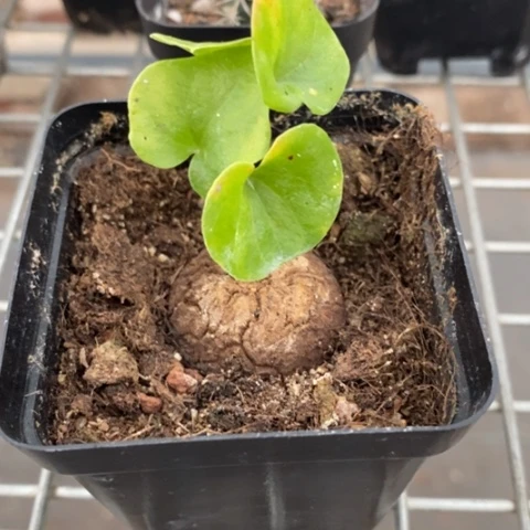 随**意南非龟甲龙3仙人球