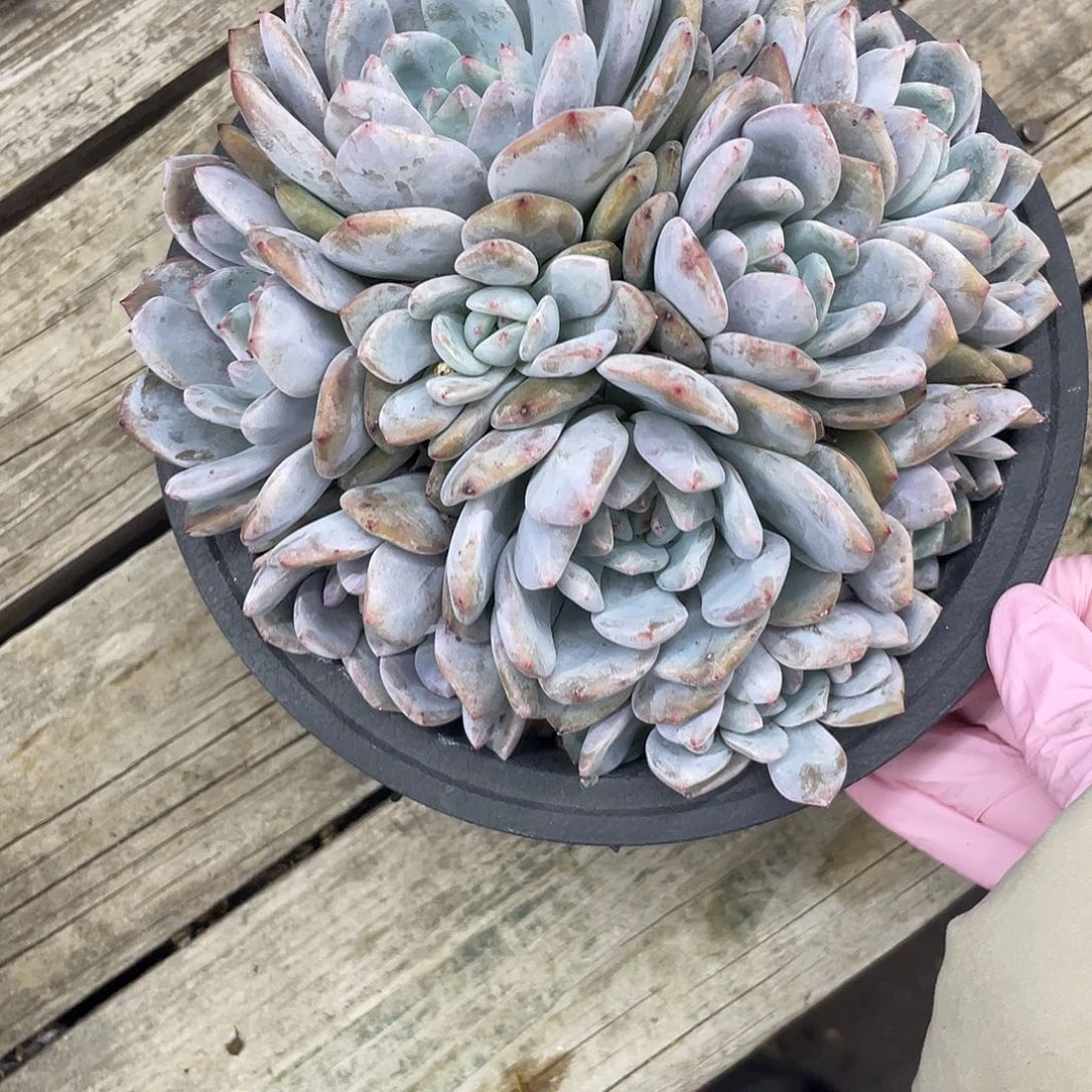 平铺朵朵头星影.10头