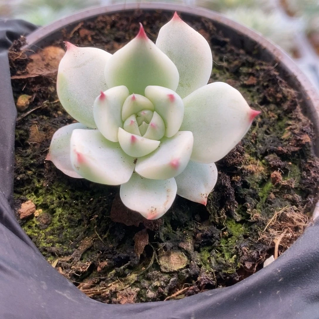 095锦锦锦锦锦锦锦锦锦