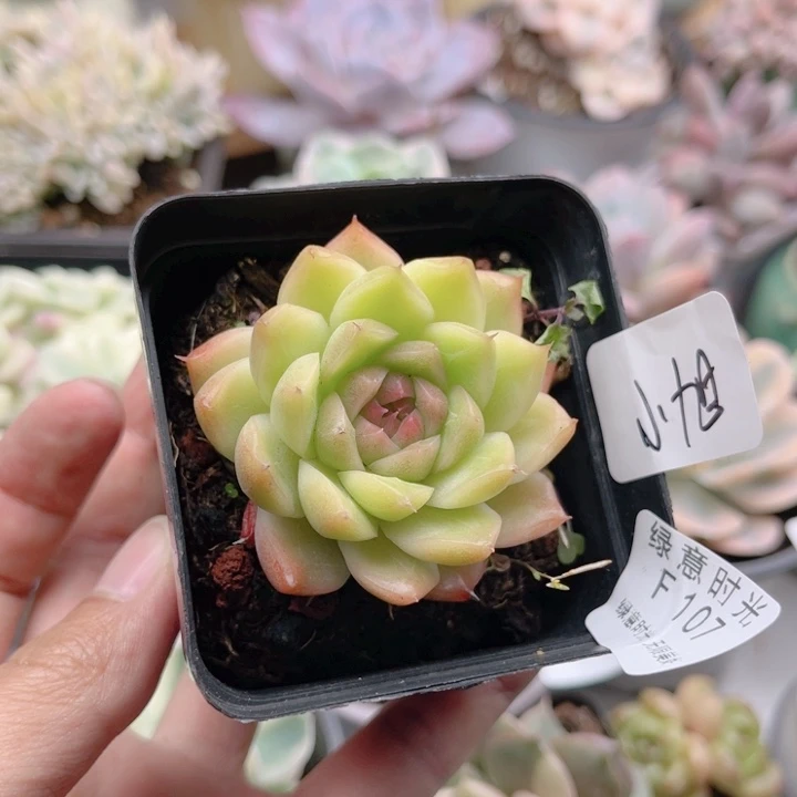 D***n107  带陶瓷盆发货 满28包邮