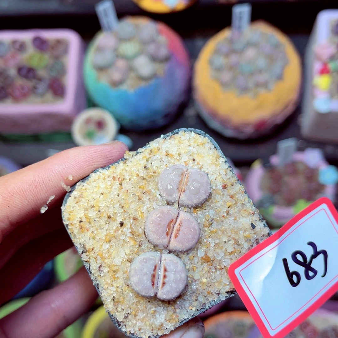 683生石花带盆发1