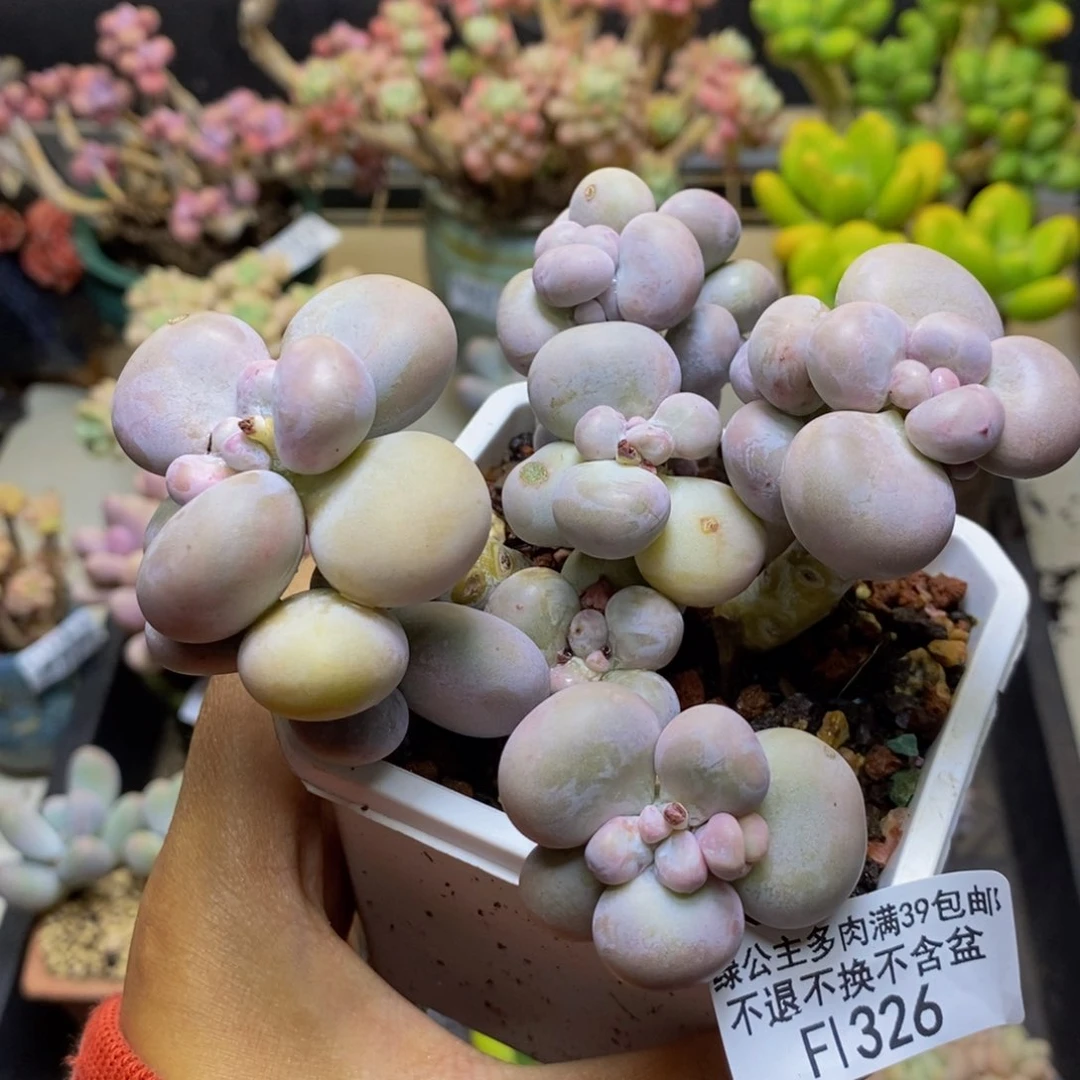 326芭比奶多肉7c m