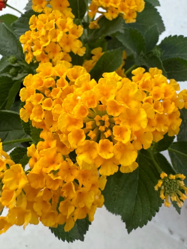 【新疆包邮】五色花盆栽耐热耐晒多年生花卉阳台庭院四季开花好养