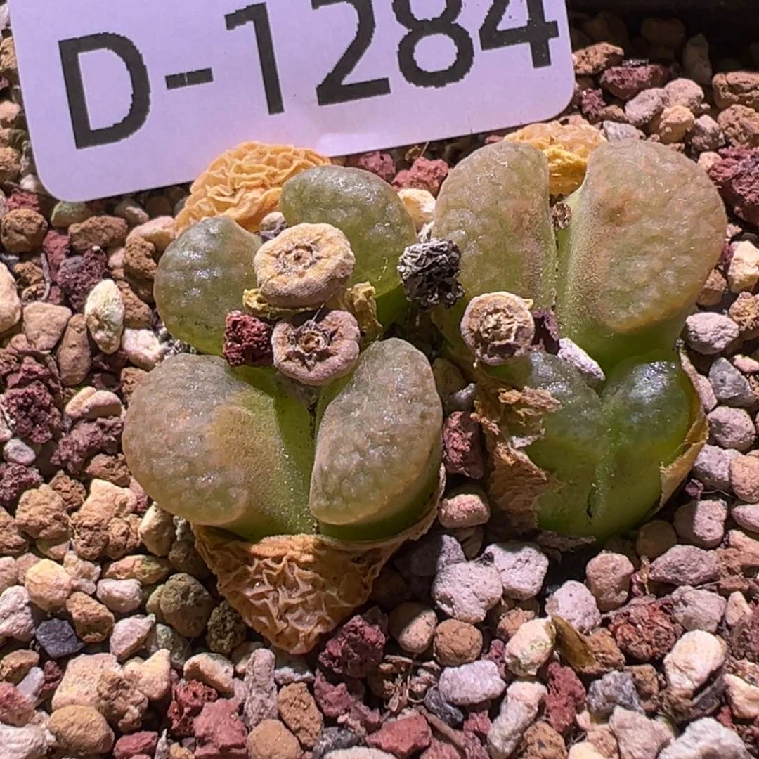 多肉植物1111111111111111