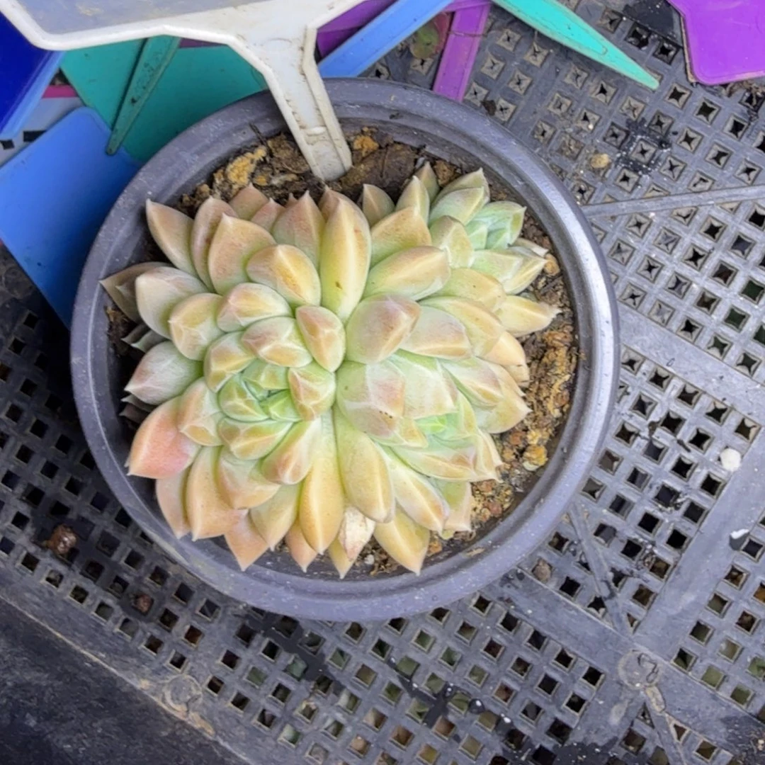 多肉植物彩体美人632